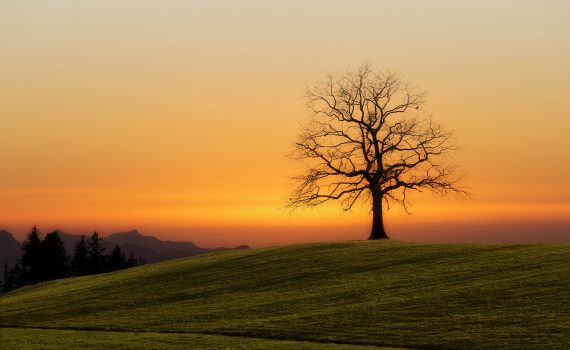 A tree without leaves on a hill in front of orange sky